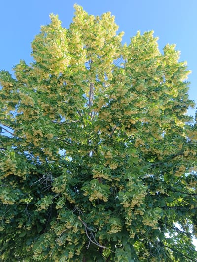 The image shows a full shot of a large linden tree in bloom, set against a clear blue sky. The tree's branches are laden with clusters of small, pale yellow flowers and green leaves, creating a dense canopy. Sunlight filters through the foliage, highlighting the texture and volume of the tree. The perspective is from below, looking up into the branches. The scene is devoid of any people or man-made structures, focusing solely on the natural beauty of the blooming tree. The location is identified as Bogoslov, Bulgaria.