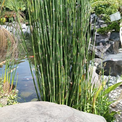This is a medium shot of a lush aquatic garden in Laugumba, Indonesia. In the foreground, a large, grey, textured rock fills the bottom portion of the frame. Behind the rock, a dense stand of green horsetail reeds rises, their segmented stems a prominent feature. To the left of the reeds, a clear pond reflects the surrounding greenery. Several koi fish, with orange, white, and black markings, swim in the pond. Beyond the pond, a rocky landscape with various shades of grey and black stones is visible, creating a naturalistic backdrop. Some sparse green vegetation and a few delicate wildflowers are scattered throughout the scene, adding to the garden's natural beauty.
