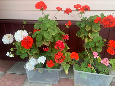 In Yamanovo, Russia, two plastic planters containing geraniums are situated on a patterned tiled surface in front of a house with a dark red lower exterior wall and a cream-colored upper exterior wall. The planters hold a vibrant assortment of flowers, primarily in shades of red and white, with some pink accents. The geraniums are in full bloom, with clusters of dense, ruffled petals. The plants have lush green foliage, some of which shows signs of yellowing or browning at the edges. The overall scene depicts a well-maintained outdoor space, likely a garden or porch area, showcasing the colorful blooms of the geraniums against the backdrop of the house. There are no people visible in the image.