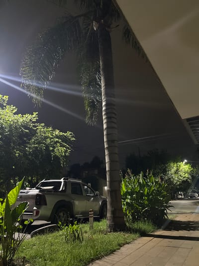 A sideways night scene features a tall palm tree adjacent to a building. A light-colored truck is parked near the tree, nestled among foliage and grass along a sidewalk. Streetlights illuminate the area, casting light through the trees and creating contrasts. The scene is an urban environment with a mix of natural and man-made elements.