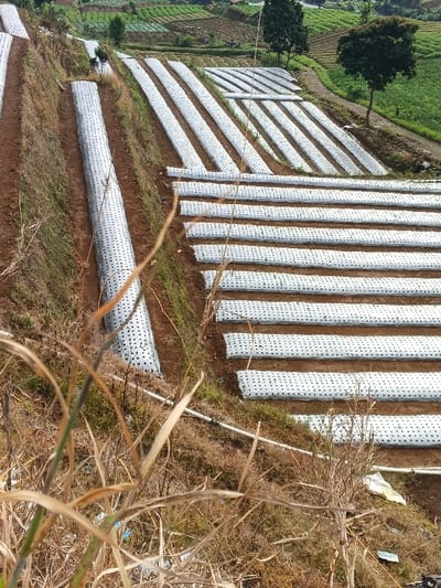 Terraced hillside farmland is covered in rows of white plastic mulch, perforated with holes, extending across the slopes. Soil separates each row. Overhead views show similar fields with varied crops in the distance. Dry vegetation and irrigation pipes appear in the foreground, adding depth to the scene. Trees stand tall among the cultivated fields further away.