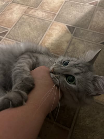 A gray tabby cat with large green eyes is lying on its side on a tiled floor, biting a human hand. The cat's fur is fluffy, and its whiskers are long and white. The hand, appearing to be an adult's, is resting on the floor, and the cat is gripping it gently with its teeth. The floor is covered in square tiles of varying brown and beige shades, laid in a diagonal pattern. The lighting suggests an indoor setting, possibly a home. The scene is captured from a slightly high angle, looking down at the cat and hand. The location is Acones Dārzs, Latvia.