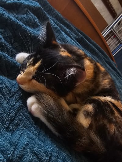 A calico cat is sleeping on a textured blue blanket. The cat is curled up on its side, with its head tucked in and one paw extended. Its fur is a mix of black, orange, and white. The blanket appears to be made of a soft material, possibly terrycloth or fleece, and has a raised pattern. In the background, a wooden headboard of a bed is visible, along with what appears to be part of a white metal railing, suggesting the presence of a crib or playpen. The lighting is dim, indicating an indoor setting, possibly a bedroom or nursery. This scene is likely located in a residential area within the city of Dūkštas, Lithuania.