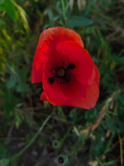 A single red poppy with a dark center blooms in a field of green foliage. The flower is in focus, with its delicate petals slightly curled. The background is blurred, suggesting a shallow depth of field. The scene appears to be a natural setting, possibly a meadow or garden, located in the city of Psilske, Ukraine.