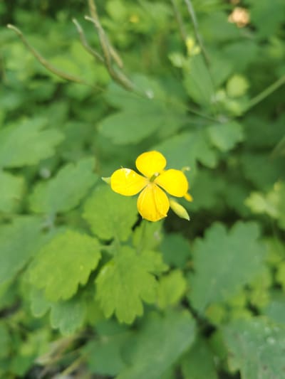 A single, bright yellow flower with four petals is in focus in the center of the image. The flower is positioned slightly to the left and its petals are spread open, revealing a dark center. Surrounding the flower is a blurred background of lush green foliage. To the upper left of the flower, some elongated, green seed pods are visible, also out of focus. The scene appears to be an outdoor natural setting, possibly in a garden or wild area. The location in Буланаш, Russia, is not visually ascertainable from the provided image.