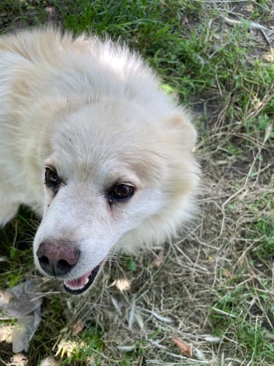 A white dog with brown eyes and a pink nose lies on grass and dry vegetation. The dog's mouth is slightly open, revealing its teeth and gums. In the lower left of the image, a piece of clear plastic is visible. The scene appears to be outdoors, with natural lighting. There is no indication of the location being in Lipcani, Moldova, or any other specific city.
