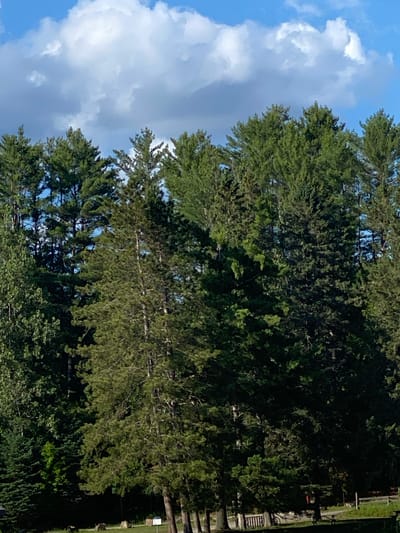 The image shows a dense forest with tall evergreen trees against a blue sky with scattered white clouds. The trees are lush and green, with some appearing to be pine trees due to their needle-like foliage and conical shape. The sunlight filters through the branches, creating shadows and highlighting different shades of green. The overall impression is one of a natural, outdoor setting, likely a park or wilderness area. There are no people visible in the image. The scene is set in Duhamel, Canada, which is known for its natural beauty and forested landscapes.