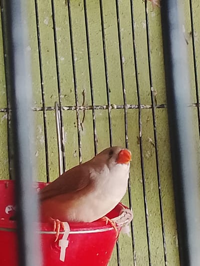 An adult zebra finch with a bright orange beak and grey and white plumage is perched on the rim of a red plastic food or water dispenser inside a cage. The cage bars are dark and the background is a light green, textured surface with some white specks. The bird's feet, which are orange and have visible toes, are gripping the edge of the dispenser. A white plastic clip is attached to the rim of the dispenser. The image appears to be taken in an indoor environment.