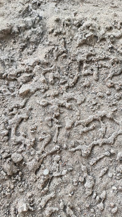 This is a close-up, overhead shot of a textured, sandy surface. The dominant color is a light, desaturated brown with variations in shade due to the texture and lighting. The surface appears to be composed of fine grains of sand and small pebbles, interspersed with raised, irregular ridges. These ridges form a network of interconnected lines and blobs, creating a rough, uneven topography. Some areas show denser concentrations of pebbles, while others are smoother and more sandy. The lighting suggests it's daytime, likely outdoors, given the natural appearance of the material. There are no discernible objects, people, or text within the frame. The image focuses solely on the intricate texture of the ground, which could be sand, dirt, or a similar granular material. The overall impression is one of a natural, undisturbed surface with a somewhat abstract, topographical appearance.
