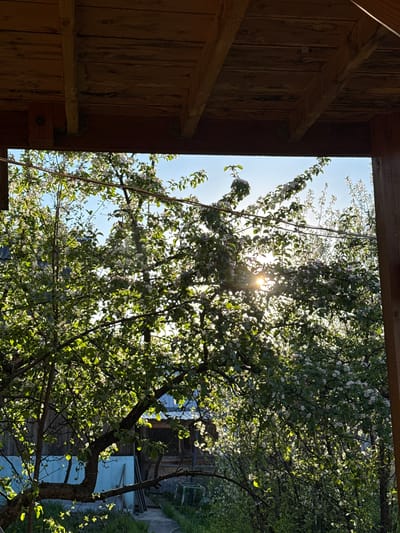 This image captures a vibrant outdoor scene framed by a rustic wooden structure, likely a doorway or window, on the left. The wooden elements, appearing dark brown due to shadow, display prominent grain and visible structural beams secured by metal brackets.
Through this opening, a large tree, possibly an apple or cherry, is prominently featured, bursting with delicate white blossoms and fresh green leaves. The sun shines brightly through the tree's dense canopy, creating a starburst effect and illuminating the foliage with brilliant highlights. Patches of clear blue sky are visible through the branches.
The strong, direct sunlight indicates a clear day, likely late morning or early afternoon. In the background, beyond the tree, subtle hints of other structures, including what appears to be a light blue wall or building and a dirt path, can be discerned. No people or text are visible in the frame. The scene evokes a sense of natural beauty and the freshness of springtime in a rural or semi-rural setting. The location context is Minino Stantsiya, Russia.