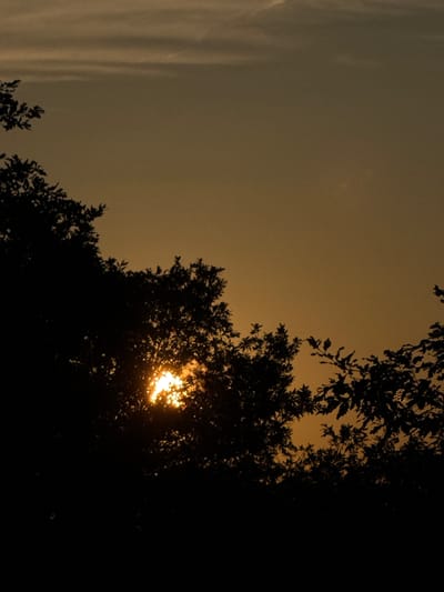 The image displays a natural scene, likely captured during sunrise or sunset, in Kavlak, Bulgaria. The primary subjects are the dense foliage of trees, rendered in dark silhouette, and the sun, which is peeking through the leaves.
The sky, occupying a large portion of the upper and left side of the frame, exhibits a warm, muted golden-orange or sepia-toned hue, suggesting hazy atmospheric conditions, possibly due to smoke or mist. On the far left, faint, vertical streaky cloud formations are visible against the background. The trees are positioned primarily along the right and bottom edges, their branches and leaves appearing as dark, intricate silhouettes against the brighter sky.
The sun itself is a brilliant, diffused point of light, partially obscured and fragmented by the surrounding leaves, creating a dappled, glowing effect. There are no people, animals, or man-made objects present in the scene. The image contains no visible text. The overall atmosphere is serene and evocative of a tranquil twilight moment.