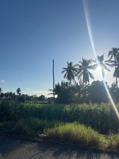 In the city of Welado, Indonesia, a rural landscape is depicted under a clear blue sky, illuminated by the bright sun. A dirt road is visible in the foreground, with patches of grass and vegetation growing along its edge. Beyond the road, a field of tall green corn stalks stretches into the distance, with several coconut trees silhouetted against the bright sky. A wooden pole stands tall in the middle ground, and a faint sun flare streaks across the image. The overall scene suggests a peaceful, sun-drenched day in a tropical agricultural area.