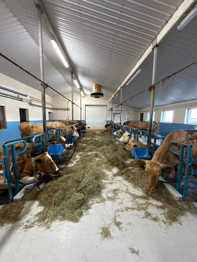 This media file presents an interior view of a modern cowshed or barn, located in Reykjahlíð, Iceland. The setting features a long, well-lit aisle with individual feeding stalls lining both sides.

The primary subjects are numerous cows, mostly light brown or tan in color, some with white markings, characteristic of dairy breeds. They are secured in blue metal stanchions, with their heads down, actively feeding on a substantial amount of dry hay spread along the feed line. The activity taking place is the routine feeding of the cows.

Notable details include the industrial-style construction of the barn, featuring corrugated metal on both the walls and ceiling. Bright fluorescent tube lights provide ample illumination throughout the facility, augmented by natural light entering through large windows visible at the far end of the barn. The floor is light-colored, likely concrete, with hay scattered across it. A circular ventilation unit or fan is mounted high on the wall in the background. No people are visible in the image, and there is no discernible text on any objects or surfaces. The scene suggests an organized and functional agricultural environment during what appears to be daytime.