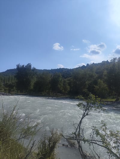 This media file captures a serene landscape of a river flowing through a lush, forested valley under a clear blue sky. The river, a prominent subject, appears to be fast-flowing, with its surface shimmering due to the sunlight reflecting off the water. The surrounding vegetation is dense and green, indicating a thriving natural environment. Tall trees dominate the middle ground, forming a thick forest that extends up the gentle slope of a hill in the background. The hill itself is also covered in trees, with a few scattered patches of lighter green, possibly indicating sparser vegetation or a different type of tree.

The scene suggests a peaceful, natural setting, likely a rural or undeveloped area. The presence of the river and the abundant greenery hints at a location with a healthy ecosystem. The sky is a vibrant blue with a few wispy white clouds scattered across it, suggesting fair weather. The angle of the sunlight, casting shadows and highlighting the ripples on the water, indicates it is likely daytime, possibly late morning or early afternoon.

In the foreground, the riverbank is lined with vegetation, including some taller grasses and a small tree with delicate branches and leaves. These elements add depth to the image and frame the view of the river and the forested hills beyond. The overall impression is one of natural beauty and tranquility, a scene that evokes a sense of calm and appreciation for the outdoors. There are no visible people or man-made objects, emphasizing the unspoiled nature of the location. The location context provided is Kashka-Suu, Kyrgyzstan, which aligns with the visual cues of a mountainous or hilly terrain with significant forest cover and a river.