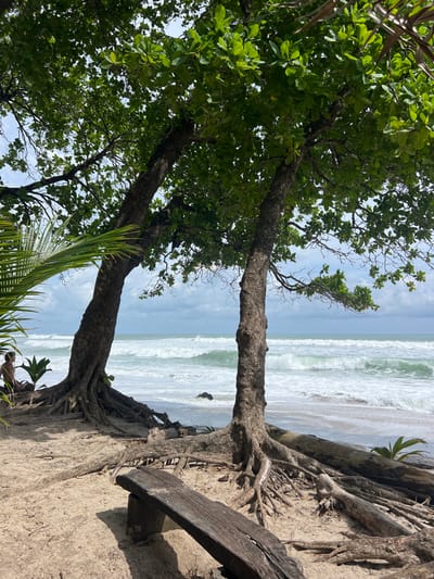 The image shows a sandy beach with white waves crashing on the shore. The scene is dominated by a large, leafy tree with a thick trunk. Two additional trees frame the left side of the image. The tree trunks are thick and gnarled. Its roots are visible on the sand. A wooden bench sits beneath the tree near the edge of the sand. The image was taken on the beach in Santa Fe, Costa Rica, at latitude 9.642, longitude -85.168. The sky is a hazy blue with some scattered clouds. There are no people in the image.