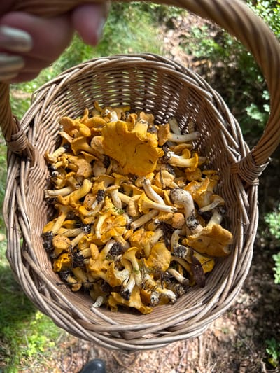 A woven wicker basket overflows with freshly foraged chanterelle mushrooms. The mushrooms are a vibrant yellow-orange, with ruffled caps and pale stems, many still carrying traces of forest soil and debris. The basket is held by a person whose fingers, with painted nails, are visible at the top left of the frame, suggesting the mushrooms have just been collected. The background is a natural woodland setting, with blurred green foliage and dappled sunlight indicating an outdoor environment. The scene implies a successful mushroom hunt in a forested area, possibly near Svinninge, Sweden, given the context.