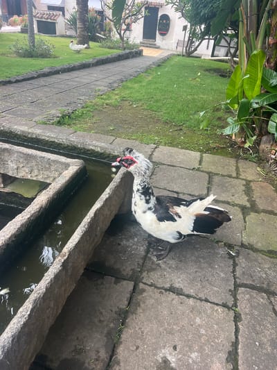 In this outdoor scene, a black and white Muscovy duck is drinking water from a stone trough. The duck has a distinctive black and white patterned plumage and a red caruncle around its eyes and beak. It is bending its neck to reach the water in the trough, which appears murky and has some ripples on its surface.

The trough is made of rough-hewn stone and is positioned on a paved walkway made of large, flat stones. The walkway is bordered by a grassy area. In the background, there is lush green vegetation, including large-leafed plants resembling banana leaves, and some buildings with white walls and terracotta-tiled roofs. A pathway lined with stones leads away from the trough into the greenery. Another white duck is visible in the distance, standing on the grass.

The scene appears to be set in a garden or courtyard. The lighting suggests it could be daytime, with overcast or diffused light, as there are no harsh shadows. The presence of lush greenery and the architecture hint at a warm climate, consistent with the provided location context of La Vera, Spain. There is no visible text in the image.