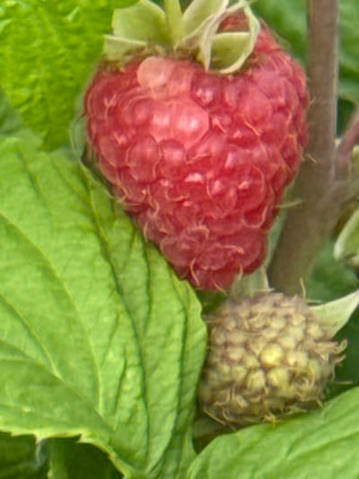 A close-up shot captures a ripe raspberry, a vibrant red fruit with a bumpy texture, suspended among lush green leaves. To the lower right of the raspberry, an unripe, green berry is partially visible, also surrounded by foliage. The scene is set in Düyərli, Azerbaijan, where these berries likely grow in gardens or natural environments. The image focuses on the detail of the fruit and leaves, with a blurred background suggesting a natural outdoor setting, possibly a garden or a field. The lighting appears natural, highlighting the textures and colors of the berries and leaves.