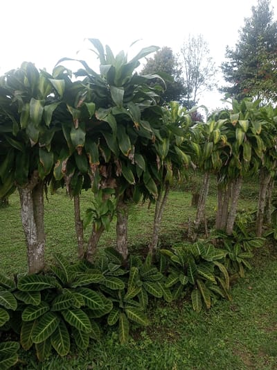 This image depicts a natural outdoor environment in Nghĩa Đồng Commune, Vietnam. The scene is dominated by dense vegetation. In the midground, a linear arrangement of approximately seven columnar plants with visible slender, light-colored trunks supports dense canopies of broad, elongated green leaves. Many of these upper leaves exhibit browning at their tips and margins. Directly below these plants, a continuous border of smaller, dark green broad-leafed plants with distinctive lighter green striped patterns is established along the base of the taller plants. The ground covering the entire visible foreground and midground consists of green grass, varying slightly in height and density. The background reveals additional trees with varying foliage density against a bright, overcast sky. No human subjects, animals, or artificial structures are present.