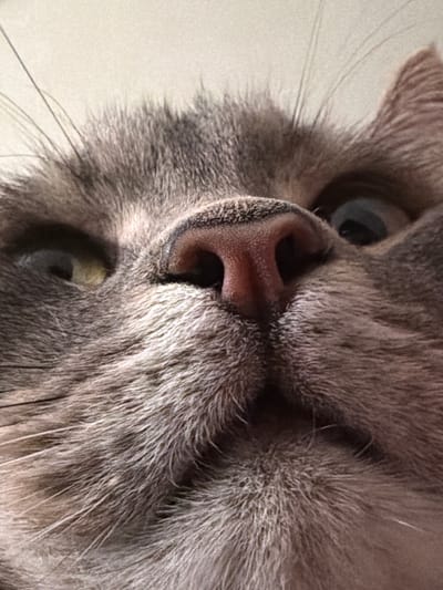 The image is a close-up, low-angle shot of a grey cat's face. The cat's nose is prominent in the center, with its nostrils visible. Its eyes are partially visible, with one eye appearing a light green or yellow and the other a darker color. Long whiskers extend from its snout. The background is a plain, light-colored surface. The image does not depict any specific location in the city of Шихово, Russia, nor does it show any people, actions, interactions, or environmental context beyond the cat itself.