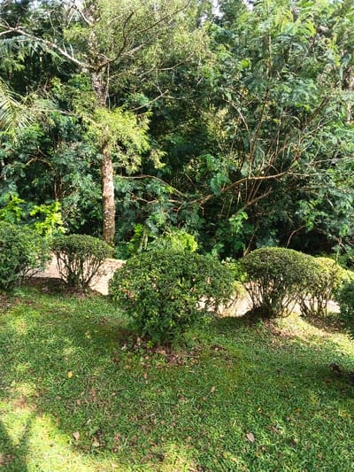 Lush greenery fills the scene, featuring a vibrant green lawn with scattered leaves. Several rounded bushes line the midground, leading to a backdrop of dense trees and foliage. A single, slender tree with a light-colored trunk stands prominently among the darker greenery. Sunlight filters through the trees, creating dappled patterns on the grass. Overall, the image evokes a sense of tranquility and natural beauty.