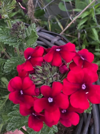 The image is a close-up, overhead shot of several bright red flowers with pink centers. The flowers have five petals and appear to be part of a larger cluster, with some unopened buds visible among them. The leaves are a vibrant green and have a slightly fuzzy texture. In the background, out of focus, is a black woven material, possibly a basket or planter, and some green foliage. A wire fence is also visible in the upper left quadrant of the image. The lighting suggests it is daytime, likely outdoors. The focus is entirely on the flowers and immediate foliage, creating a shallow depth of field. There is no visible text in the image.