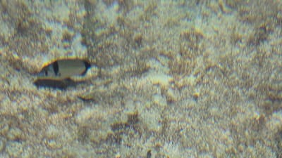 A single fish, a sargocentron species, swims near the sandy seabed. The fish has dark vertical bands across its body. The seabed is composed of small, light-colored pebbles and some darker detritus. The water is murky and appears to have some light refraction creating rainbow-like effects. The image is blurry, suggesting movement or poor underwater visibility. The location is the coastal waters of Leporano, Italy.