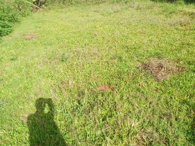 A sunlit grassy field fills the frame. Patches of dry, disturbed earth are scattered throughout. The grass is thick and varied, with shades of green and brown intermingling. A shadow of a person holding a camera is cast in the lower left corner of the image. The grass extends upwards, towards a slight incline in the background. Trees are visible on the left side of the frame, adding a natural element to the composition.