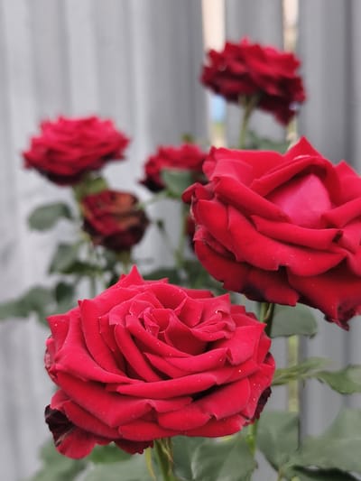 A close-up, outdoor, vertical shot focuses on several red roses in the city of Semiletka, Russia. In the foreground, a large, fully bloomed red rose with layered petals takes center stage, slightly to the left of the frame. Tiny white specks are visible on its petals. To the left and slightly behind this rose, another red rose is partially visible. In the background, several other red roses, some fully bloomed and others in earlier stages of blooming or wilting, are scattered throughout the scene. A blurry, gray, vertical fence or wall forms the backdrop. The lighting appears natural, suggesting daylight.