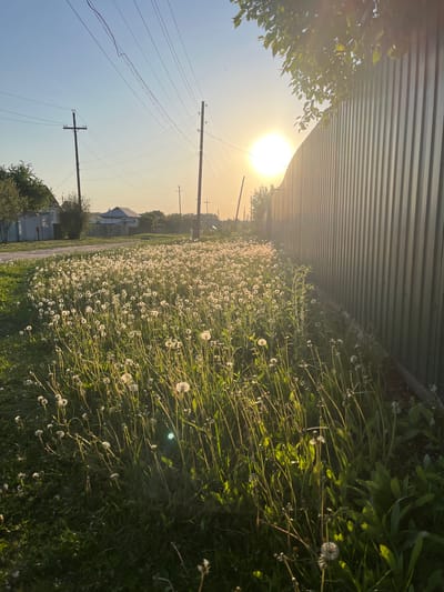 The image shows a sunny, daytime scene in Shumerlya, Russia. A field of dandelions is visible, with a metal fence along the top edge of the frame. Utility poles with wires extend into the distance along the left side of the image. Some houses and trees are also present. The sun is bright and high in the sky.