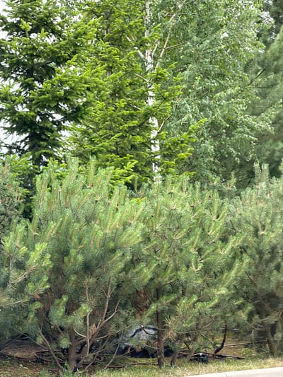 The image displays a dense arrangement of various coniferous and deciduous trees, primarily focused on the foreground and mid-ground. In the foreground, a collection of low-lying pine trees with abundant, green needles is prominent. Their branches spread horizontally, creating a textured layer of foliage. Behind these, taller evergreen trees, likely spruces, rise with their characteristic dense, dark green needles. Further in the background, a birch tree with its distinctive white bark and lighter green foliage is visible, interspersed with more evergreen trees. The ground beneath the trees is covered with a layer of grass and scattered dry leaves, with some visible dark brown hoses or cables on the ground. In the far right of the image, a glimpse of a paved surface, possibly a road or pathway, is present. The overall scene suggests a natural, possibly wooded area within a city park or a residential garden in Озерное (майминский), Russia, characterized by a variety of tree species and a somewhat untamed ground cover.