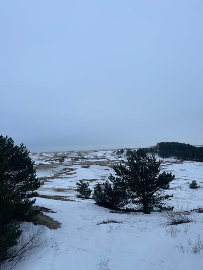 This image depicts a snow-covered dune landscape in a natural environment, identified as being near Morskoe, Russia. The scene is dominated by undulating terrain partially covered in white snow, revealing patches of brown and tan dried vegetation or exposed sand. Several dark green evergreen trees, primarily pine, are scattered throughout the midground and foreground; two prominent trees frame the left and right sides of the foreground. The sky is a uniform, overcast light grey-blue. In the far distance, a faint horizontal line of darker grey separates the distant dunes from the sky, indicative of a body of water, likely the Baltic Sea or Curonian Lagoon. No people, artificial structures, or discernible actions are present.