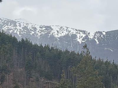 The scene depicts a natural mountainous landscape identified as being near Dobrotino, Bulgaria, under an overcast, light grey sky. In the background, a range of mountains is visible with significant patches of snow covering the upper elevations and distinct grey rock formations exposed. The midground consists of a dense, dark green coniferous forest, characterized by numerous tall, slender trees, primarily evergreens, which extend upwards from the base towards the snowline. The foreground features additional coniferous trees, appearing larger and more defined, suggesting closer proximity to the vantage point. A particularly prominent and taller conifer tree stands slightly right of the center in the foreground. No human figures, animals, or man-made structures are observed within the frame. The overall environment indicates a natural, undeveloped mountainous region with heavy forestation and lingering snow.