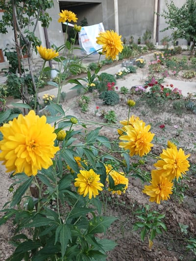 This media file displays a close-up view of several bright yellow, fully bloomed flowers with densely packed petals, resembling golden globes. These flowers are the primary subjects, arranged in clusters on thin green stems amidst lush green foliage. In the background, a garden setting is visible with a blurred array of smaller flowers in various colors, including pink and red, planted along a raised, sandy path. Beyond the garden, a weathered, light-colored building with a gray, concrete wall forms the backdrop. A hint of a blue and white patterned object is visible near the building, possibly a piece of fabric or tarp. The scene appears to be outdoors, likely in a residential garden, given the presence of the building and the arrangement of the plants. The lighting suggests it is daytime, with sunlight illuminating the vibrant yellow of the flowers. The overall impression is one of a thriving, natural environment, showcasing the beauty of the blooming flowers. The location context provided is Salar, Uzbekistan. There is no visible text in the image.