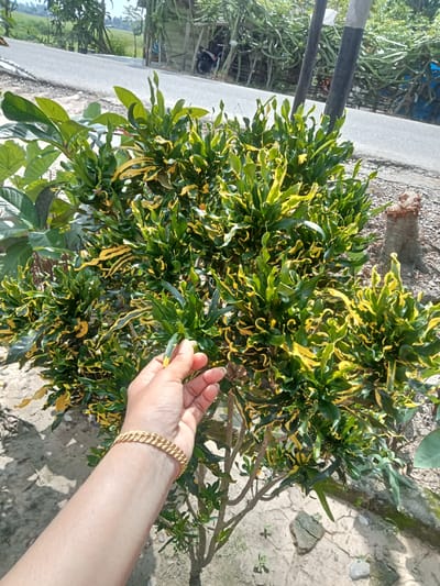 A person's hand, adorned with a gold-colored bracelet, gently touches the leaves of a vibrant green and yellow variegated Croton plant. The plant, which appears to be well-established and bushy, is situated outdoors in what seems to be a semi-rural or suburban environment. In the background, a paved road is visible, with dry, cracked ground and some scattered stones in the foreground. Further back, a building and a motorcycle suggest a residential or agricultural area. The scene is illuminated by bright sunlight, casting shadows and highlighting the textures of the foliage and the ground. The overall impression is one of a warm, sunny day in a natural setting within Matangsijuek Timur, Indonesia.