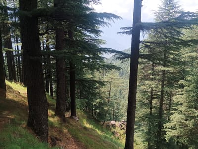 This is a photograph of a dense forest with tall evergreen trees. The trees are closely packed, with their branches creating a canopy overhead. Sunlight filters through the leaves, casting dappled shadows on the forest floor. The ground is covered in grass and fallen pine needles. In the background, a valley with more trees and distant mountains is visible. There are no people or animals in the image. The location is identified as Chhyal, India.