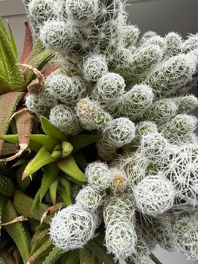 A close-up, eye-level, vertical shot showcases a dense arrangement of succulent plants, primarily a Mammillaria cactus and several Haworthia plants. The Mammillaria cactus dominates the frame with its cylindrical, clustered stems covered in numerous fine, white spines that give it a fuzzy appearance. The Haworthia plants, with their green, pointed leaves marked with white speckles and tinged with reddish-brown edges, are interspersed among the cactus. The overall impression is of a vibrant, textured, and somewhat prickly plant collection. The background is a neutral, light gray, suggesting an indoor setting or a shaded outdoor location. The lighting is even, highlighting the intricate details of the spines and leaves. There is no discernible location in the city of Užliekniai, Lithuania visible in the image; it is a botanical close-up.