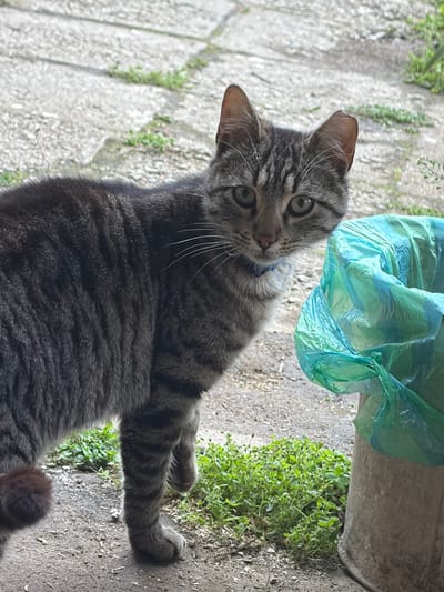 A domestic shorthair tabby cat is the central subject of this outdoor, eye-level photograph. The cat has distinctive grey and black stripes, vibrant green eyes, and is wearing a narrow blue collar. It is depicted resting or lying down on the ground, with its head slightly tilted and its gaze directed straight at the camera, conveying an alert and curious expression.
The setting appears to be a garden, backyard, or an outdoor pathway in Debrashtitsa, Bulgaria. The ground beneath the cat is a mix of light-colored concrete pavers or stones on the left and darker dirt or soil with scattered patches of small green plants or weeds on the right. To the right side of the frame, near the cat's head, there is a crumpled, translucent, light green plastic bag, partially resting against an unseen solid object.
The lighting suggests it is daytime, with bright, even illumination across the scene. No discernible text is visible within the image. The overall impression is a candid moment capturing the cat in its natural outdoor environment.