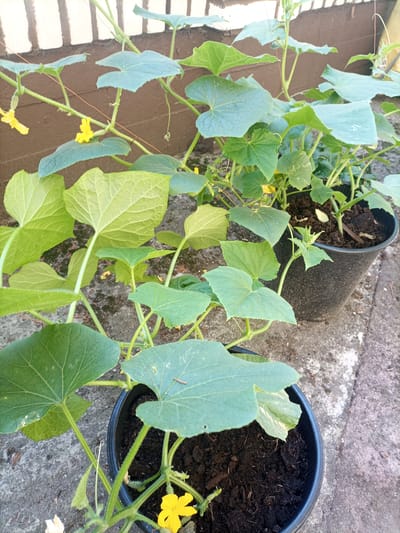 Two potted cucumber plants are shown in an outdoor setting. The plants are green and leafy, with yellow flowers visible on both. One plant is in the foreground, and the other is in the background, slightly to the right. Both plants are in black plastic pots. The ground around the pots is concrete. A brown brick wall is visible in the background. The image was taken in Reda, Poland.