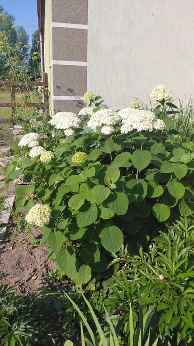 This is a full shot, eye-level outdoor photograph taken on a sunny day in Borodianka, Ukraine. In the foreground, a large bush with vibrant green leaves and clusters of white hydrangea flowers dominates the scene. To the right of the hydrangea bush, a patch of tall, slender green plants with narrow leaves is visible. The ground in the foreground is a mixture of dark soil and some dried leaves.
In the background, a portion of a building with a light-colored, textured wall and a section of a wall with gray stone-like cladding and white horizontal stripes is present on the right side of the frame. The left side of the background shows green trees and foliage, with a wooden fence. The sky above is a clear, bright blue. The image appears to be a close-up of a garden area next to a residential building.