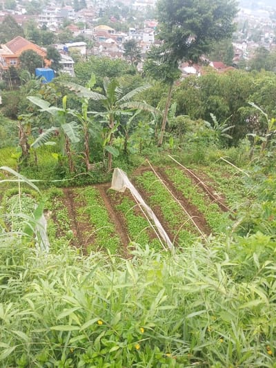 The image depicts a hillside landscape in Bhupalpally, India, featuring a cultivated garden plot in the midground with a dense residential area visible in the background.
In the foreground, dense green foliage, including tall grass-like plants and broadleaf vegetation with scattered small yellow flowers, obscures the lower portion of the scene. The midground features a terraced or sloped agricultural area consisting of several parallel rows of small, vibrant green crops. A white, translucent netting or fabric, supported by arched bamboo-like stakes, covers a portion of the crops in the leftmost rows. Additional stakes are visible over other rows, suggesting a larger protective structure. Behind the cultivated plots, several banana trees with large, intact green leaves are prominent, interspersed with other dense green trees and undergrowth. A tall, slender tree with dark green foliage stands centrally on the right side, between the midground vegetation and the background.
The background reveals a densely populated residential area extending across a hillside, with numerous houses and buildings clustered together. Structures display varying architectural styles and roof colors, including red-tiled and flat roofs. The sky overhead is overcast, indicating diffused lighting conditions. No individuals are visible, and no dynamic actions or interactions are occurring within the scene.