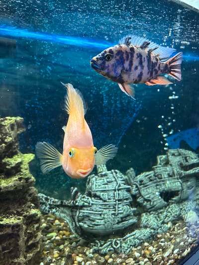 The image depicts two fish swimming in an aquarium. In the foreground, a peach-colored parrot cichlid faces the camera with an open mouth and prominent blue eyes. In the background, a larger, mottled grey and black cichlid with orange fins swims away from the viewer. The aquarium contains decorative elements, including a rocky structure on the left and a ship wreck replica in the lower center. Bubbles are visible throughout the water, and the lighting suggests an artificial light source, likely a blue LED strip, illuminating the top portion of the tank. The substrate is composed of small, multi-colored pebbles. There are no people visible, and the scene is confined to the aquarium. The image does not contain any information that can identify its location in the city of Павлово, Russia, or any other geographical location.