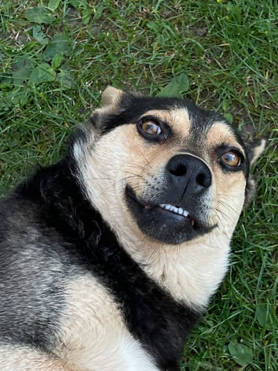 A dog is lying on its back on green grass in Vertelka, Ukraine. The dog is mostly black and tan with some white fur. It has large brown eyes and its mouth is open, revealing its teeth. The dog appears to be relaxed and happy. The background consists of grass, with some scattered leaves and small plants. The lighting suggests it is daytime. The image captures a close-up view of the dog's face and upper body.