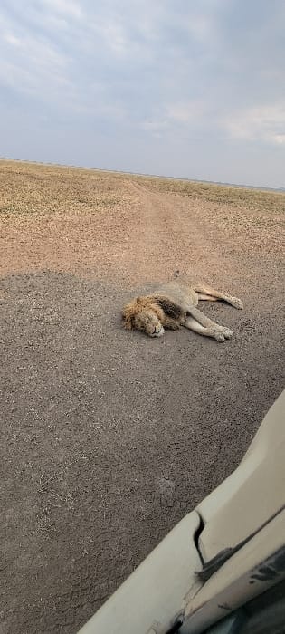 An adult male lion is depicted resting on its left side on a two-track dirt road within an open savanna landscape, consistent with the Seronera region of Tanzania. The lion, possessing light brown fur and a dark brown mane, has its head turned to the right side of the frame with its eyes closed, indicating a state of sleep or deep rest. Its front and hind limbs are extended forward along the road surface. The road is composed of dry, light brown soil with visible tire tracks. Surrounding the road is sparse, dry, yellowish-brown vegetation extending to a distant, flat horizon under a sky dominated by light grey, overcast clouds. A portion of a light-colored vehicle's body panel or doorframe is visible in the lower right foreground, suggesting the vantage point from which the photograph was captured. No other subjects or interactions are immediately apparent.