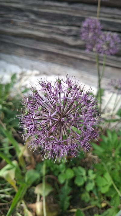 The image shows a purple Allium flower in focus, with green foliage and grass visible in the background. There is a blurred wooden structure to the left. The location is specified as Сваткаўскі сельскі Савет, Belarus.