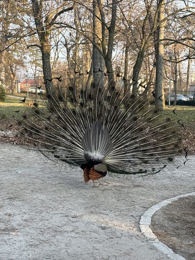 A male peafowl stands centrally on a light-colored dirt or gravel path, facing away from the viewer with its iridescent tail feathers fully fanned in a display. The fanned tail extends widely, primarily displaying the dark grey and silvery undersides of its ocellated covert feathers, which radiate outwards. The peafowl's body, visible beneath the fanned tail, exhibits rufous-brown flank feathers and darker, possibly iridescent, back feathers. Its legs are visible on the ground.
The scene is set in a park within the city of Pezinok, Slovakia. In the background, numerous deciduous trees with bare branches rise from a grassy ground covered with scattered leaf litter, suggesting a late autumn or winter season. Distant structures are visible through the trees: a building with a reddish roof on the left, and a parking area with vehicles behind a low fence or hedge on the right. A street lamp is also present among the trees on the right. The sky is bright and clear, indicating daylight conditions. No other individuals or animals are visible in direct proximity to the peafowl. A stone border delineates the edge of the path on the right side of the frame.