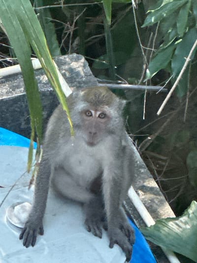 A long-tailed macaque, characterized by grey-brown fur and a lighter facial area, is seated upright on a white, flat surface, directly facing the viewer. Its dark eyes are prominent and reflect light, indicating a direct gaze towards the observer. The monkey's front limbs are positioned on the white surface, with its digits spread. To the left of the monkey's left hand, a small white circular object, resembling a dish or lid, contains a white substance. A vibrant blue material or object is partially visible beneath the white surface on the lower left. The background features a textured grey concrete structure positioned behind the monkey and extending to the right. Dense green foliage, comprising leaves and thin branches, occupies the upper and right sections of the background. The scene is illuminated by bright daylight, suggesting an outdoor environment in the city of Phra Ae, Thailand.