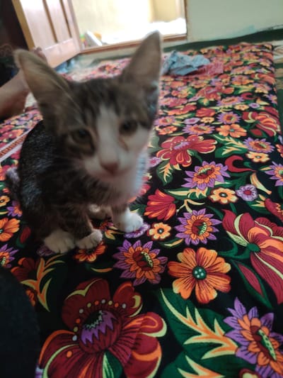 The image shows a kitten sitting on a bed with a colorful floral blanket. The kitten is mostly grey and white with some tabby markings. It is looking towards the camera, and its front paws are visible. The blanket has a black background with large, bold flowers in shades of red, orange, purple, and yellow. There is a wooden door and a window in the background, suggesting the scene is indoors. The lighting appears to be natural, coming from the window. The image was taken in the city of Shayh, Uzbekistan.
