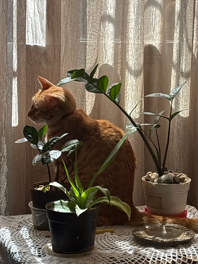 An orange tabby cat sits on a white crocheted tablecloth, positioned in front of a cream-colored curtain that is partially illuminated by sunlight. The cat is facing left, with its head turned slightly away from the camera, and appears to be looking out a window. Several potted plants are arranged around the cat, with the closest one on the left being a small plant with dark green leaves. To the right of the cat, a taller plant with darker green leaves stands in a white pot filled with small stones. In front of the cat, another plant with sword-like green leaves is in a black pot. In the foreground, to the right of the plants, is a circular, patterned ashtray. The environment suggests an indoor setting, likely a home. The light filtering through the curtain creates a dappled effect on the background and the subjects. The image appears to be taken in natural light.