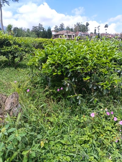 Lush green vegetation dominates the scene, with vibrant green bushes and tall grasses in the foreground. Scattered among the greenery are small pink flowers. In the background, hints of rooftops and houses peek through the trees, suggesting a settlement nestled within the landscape. The sky is bright blue with scattered clouds, adding a serene atmosphere to the scene.